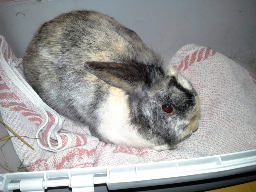 ak_140214_1 TierserviceFehmarn