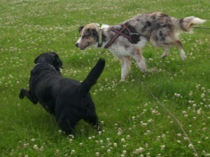 spielende Hunde