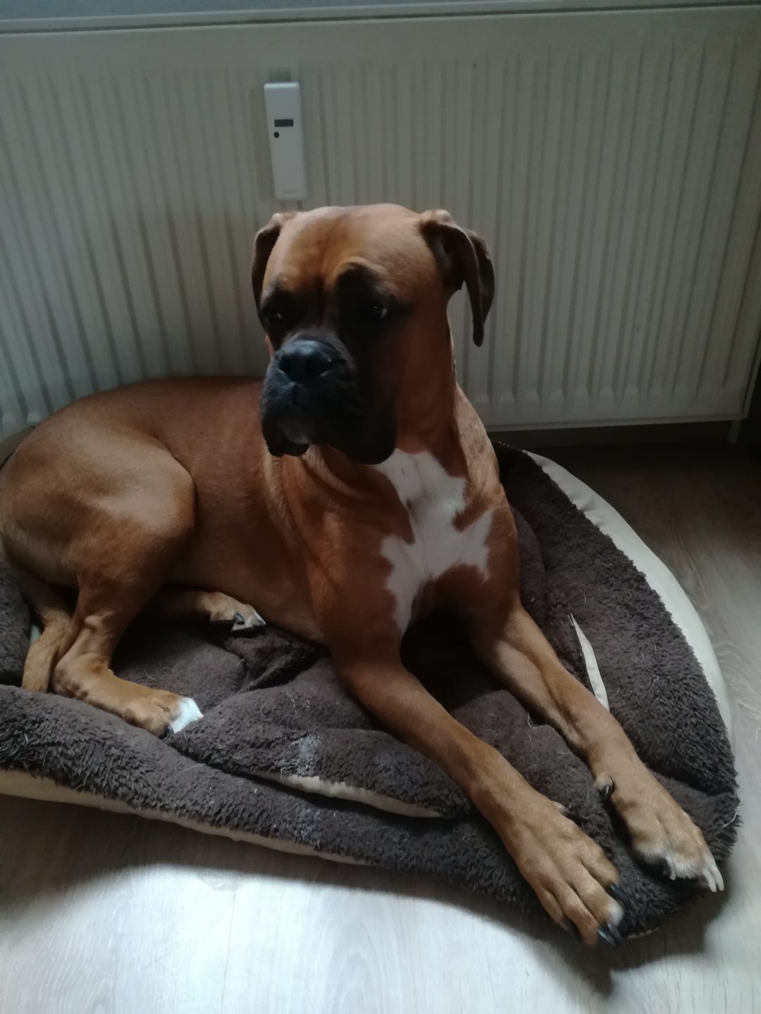 bty TierserviceFehmarn